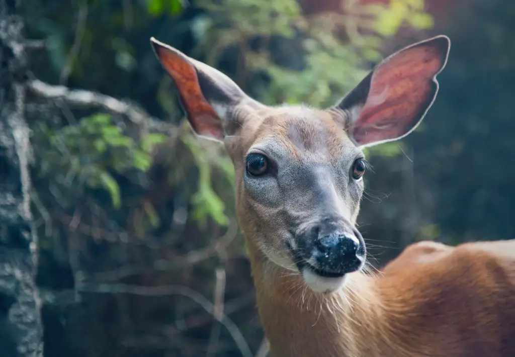 a deer with prey eyes 